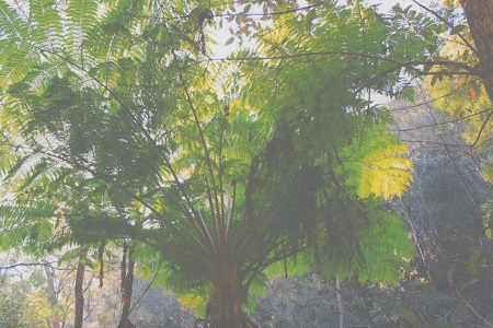 fern