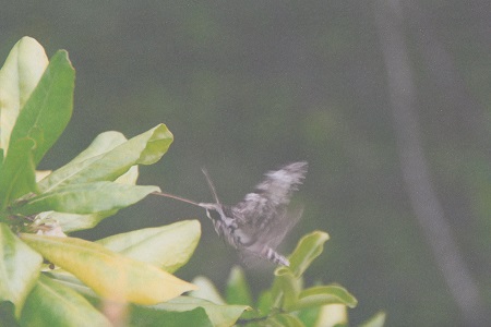 humming